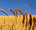 Image of Wheat Field