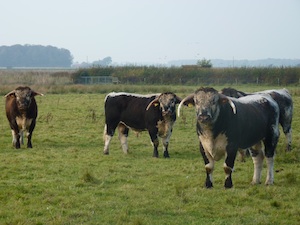 Grass Fed Longhorn Cattle