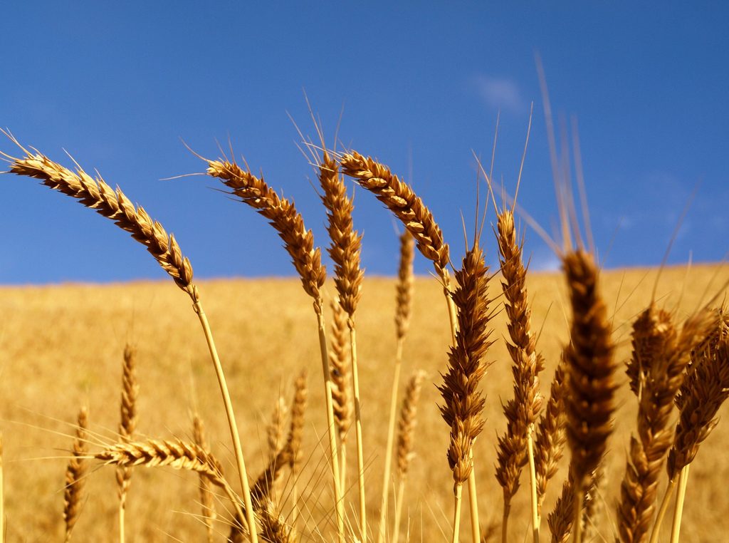 Image of Wheat Field