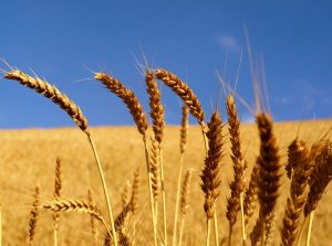 Image of Wheat Field