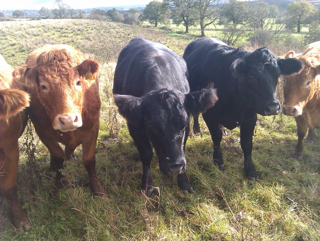 Grass Fed Aberdeen Angus Cattle