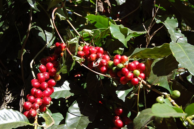 Coffee Berries on a Coffee Tree