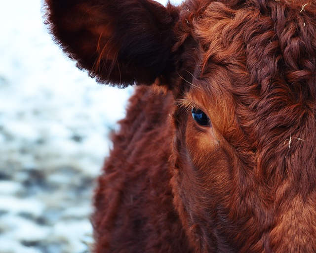 Angus Cow