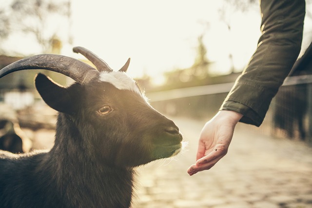 Goat Sniffing Coffee Beans
