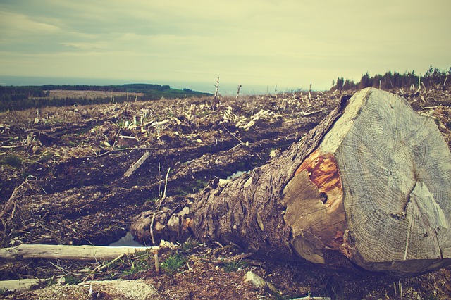 What can I do to help the rainforest?