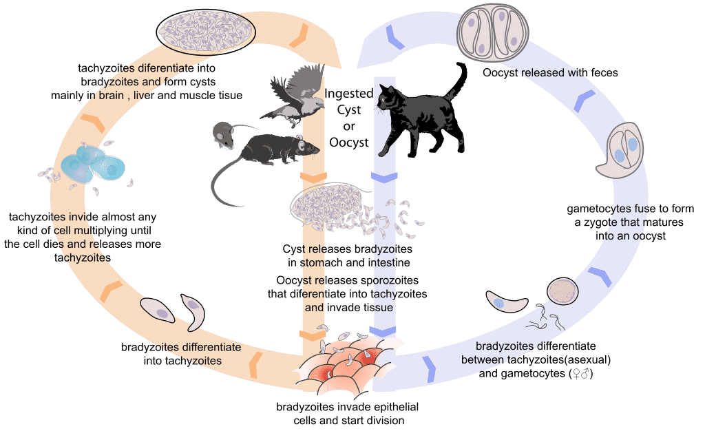 Life Cycle of Toxoplasmosis Gondii By LadyofHats - Public Domain,